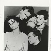 Sugarcubes - List pictures