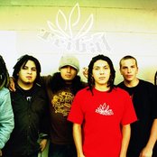 Tribal Seeds - List pictures