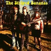 The Striped Bananas - List pictures